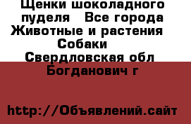 Щенки шоколадного пуделя - Все города Животные и растения » Собаки   . Свердловская обл.,Богданович г.